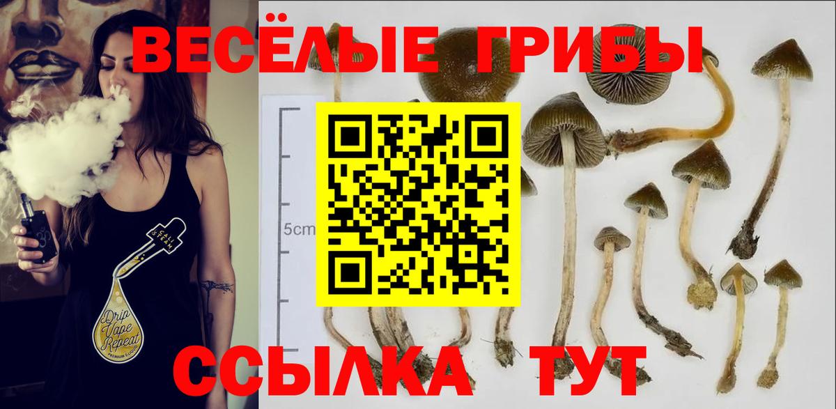 Псилоцибиновые грибы Psilocybe Бузулук